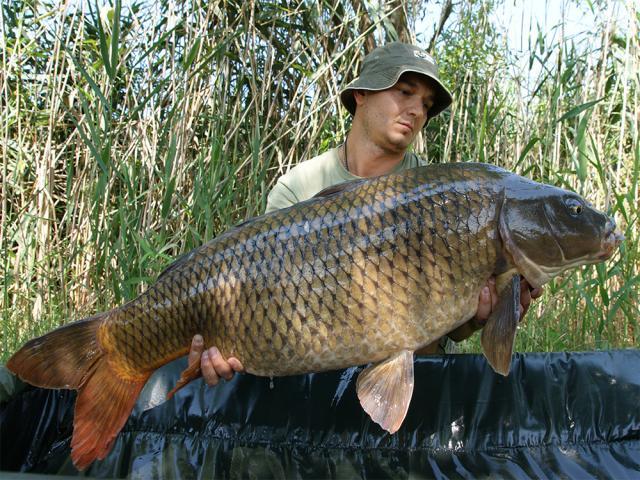 crapi tancabesti - hot-fish-pe-apa-calda-1.jpg